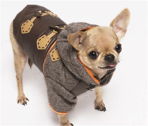 Check Out Paws Couture An Online Designer Dog Store With Lots Of