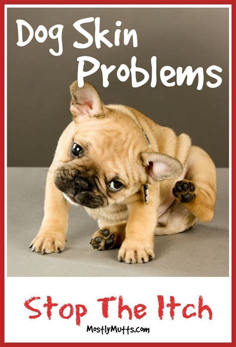 Common Dog Skin Problems And How To Help Them Mostly Mutts Itchy