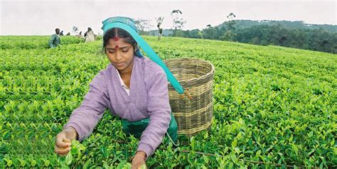 Why Pure Ceylon Tea Is The Best In The World Edb Sri Lanka