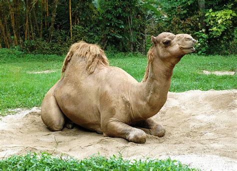 In exotic countries you can ride a camel or an elephant, enjoy modern cities or picturesque little villages. What Is a Dromedary? | Wonderopolis