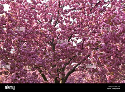 Cherry Blossom Trees Brooklyn Botanic Garden Sakura Matsuri