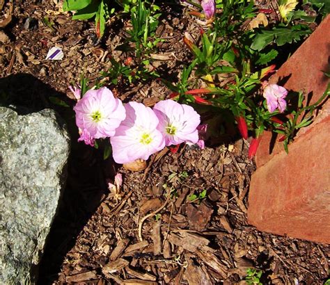 Maybe you would like to learn more about one of these? Summer-Blooming, Full Sun Perennials That Are Easy to Take ...