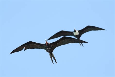 Magnificent Frigatebirds Determining Age And Sex By Alex Lamoreaux