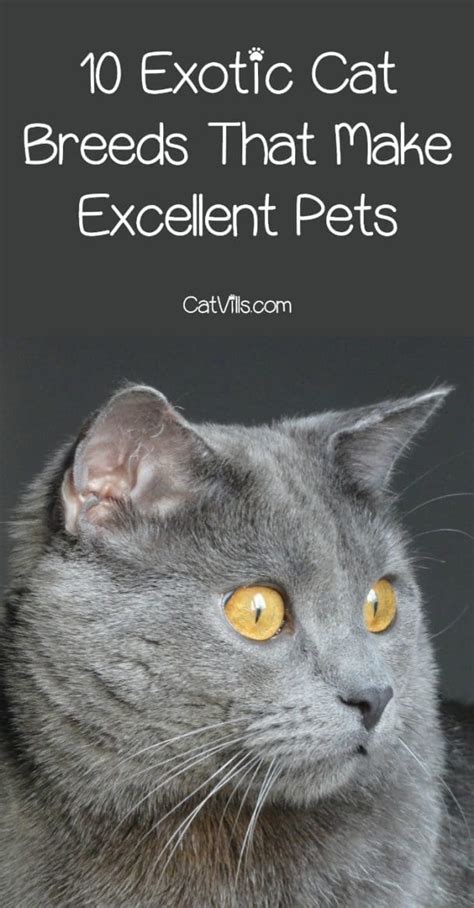 10 Exotic Cat Breeds That Make Excellent Pets