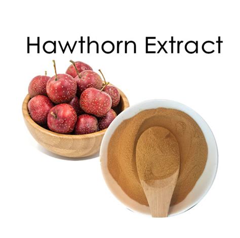 Hawthorn Berry Powder Benefits Hawthorn Extract Powder Gihi Chemicals