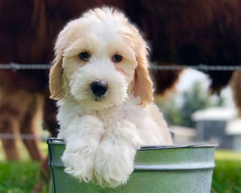 The goldendoodle is a family oriented dog like that of the golden retriever providing it is over 25 pounds in genetic body weight. Available Goldendoodle Puppies from Moss Creek ...