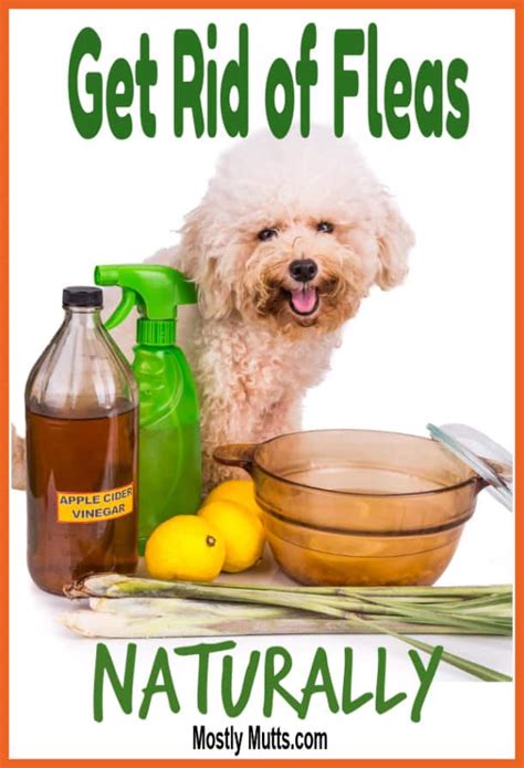 How To Get Rid Of Fleas Naturally Mostly Mutts