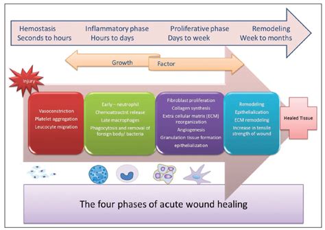 Current Concepts In The Physiology Of Adult Wound Healing