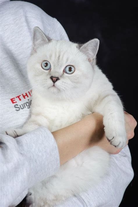 Rehome buy and sell, and give an animal a forever home with preloved! British Shorthair Cats For Sale | New York, NY #289011
