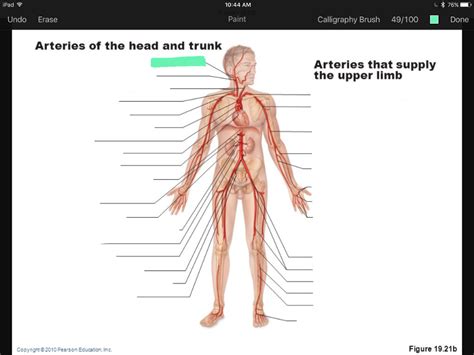 We think this is the most useful anatomy. Artery and Vein Labeling Quiz Flashcards | Easy Notecards