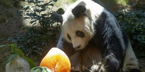 Oldest Male Giant Panda In World Dies Oman Observer