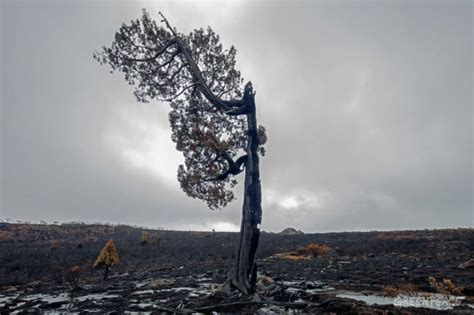 Det er 431 tegn langt. 8 skove i verden vi skal kæmpe for - Greenpeace Danmark