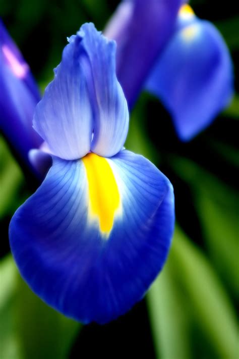 The sunflower is a happy, sunny flower that can represent friendship. Iris | Symbolism Wiki | Fandom powered by Wikia