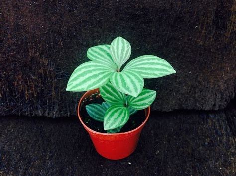 4 where to plant cactus? Plants that Grow without Sunlight | 17 Best Plants to Grow ...