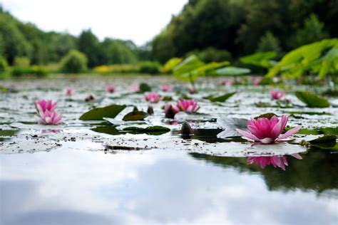 We did not find results for: 100+ Lotus Flower Pictures | Download Free Images on Unsplash