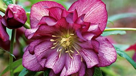 Hellebores How To Grow And Care For Winter Rose Plant Guide Plants