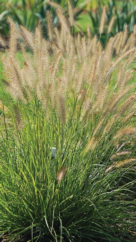 The Many Types Of Cool Season Ornamental Grasses Craftsmumship