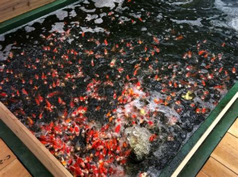 Matsuda Koi Farm Japan - Japanese Koi Fish Breeder and Wholesaler | Koi