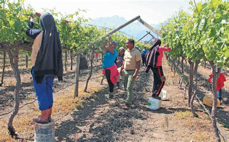 Our list of apps like vine below is going. Table grapes: how to speed up production in new vines ...