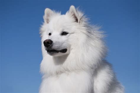 13 Dog Breeds That Look The Most Like Foxes