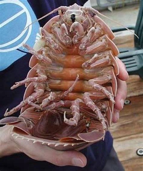 25 Most Amazing And Unusual Animals On Earth Giant Isopod Deep Sea