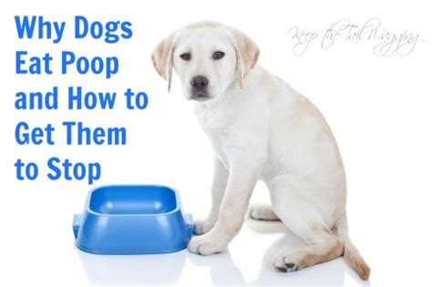 Why Do Dog Lick Your Legs Why Do Dogs Eat Poop And How To Stop It