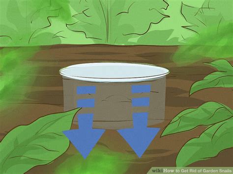 Barriers should run 30 inches deep and extend a few inches above the ground to prevent rhizomes from weaseling their way over the top. 4 Ways to Get Rid of Garden Snails - wikiHow
