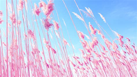 2560x1440 Pink Grass On Fields 1440p Resolution Hd 4k Wallpapers