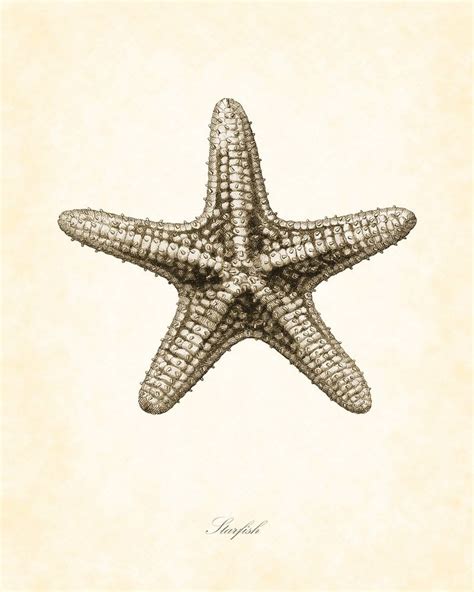 Starfish Illustrations Vintage Starfish In Sepia 8 X 10 Art Print By