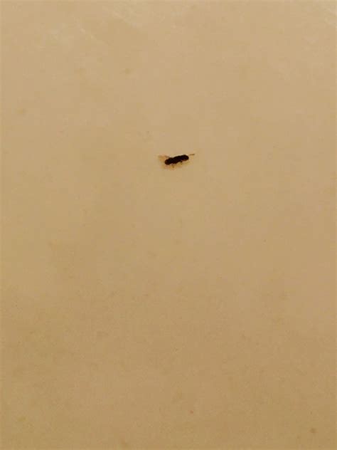 Little Black Bugs In My Bathroom Bmp Simply