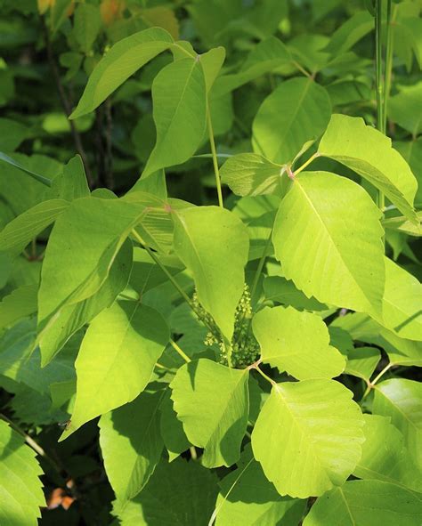 Poison Ivy Toxicodendron Rydbergii S Okanagan Shrubs