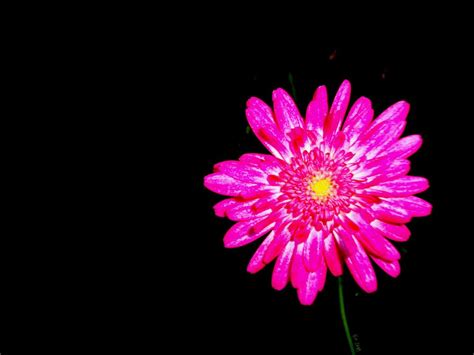 Hot Pink Flower Wallpaper 01 1024x768