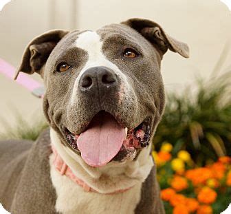 5,246 likes · 42 talking about this · 4 were here. Houston, TX - American Bulldog. Meet Maple (Gentle ...