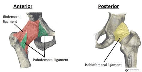 Hip Joint Anatomy Bone And Spine