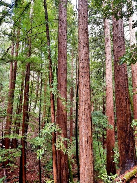 Sequoia Sempervirens Calflora