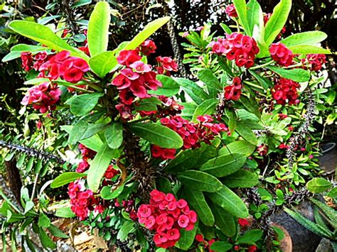Viminalis willd.) หัวใช้ทํายาได้ หวายนํ้า (daemonorops angustifolia mart.).(๒) ชื่อกล้วยไม้ในสกุล dendrobium วงศ์ orchidaceae เช่น หวายตะมอย. โป๊ยเซียนดอกจิ๋วๆต้นไหนคือหัวใจเซียนตัวจริงกับเอื้องมะลิ ...