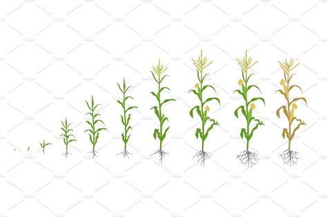 Growth Stages Of Maize Plant ~ Illustrations ~ Creative Market