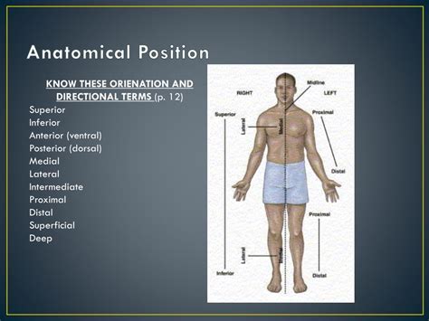 Ppt Introduction To Anatomy And Physiology Powerpoint Presentation