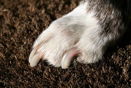 When trimming your cat's claws, cut off the white tip, just before where it begins to curve sharply. How to Trim Overgrown Dog Nails - Pets