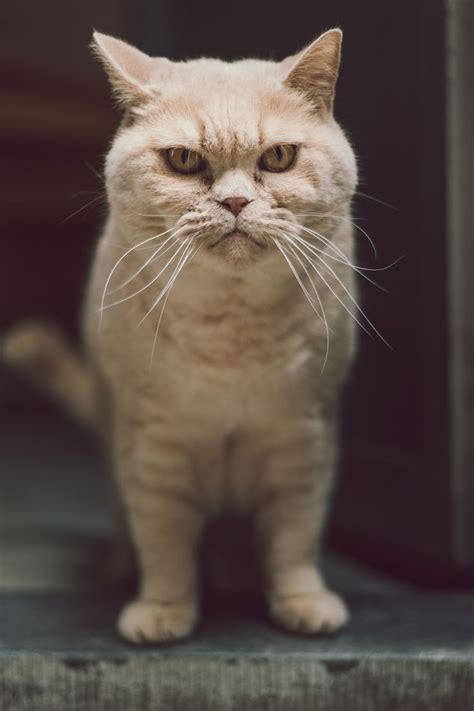 Indoor cats generally live way longer than their feral and outdoor counterparts. do you know how long do your cat live with you?how long do ...
