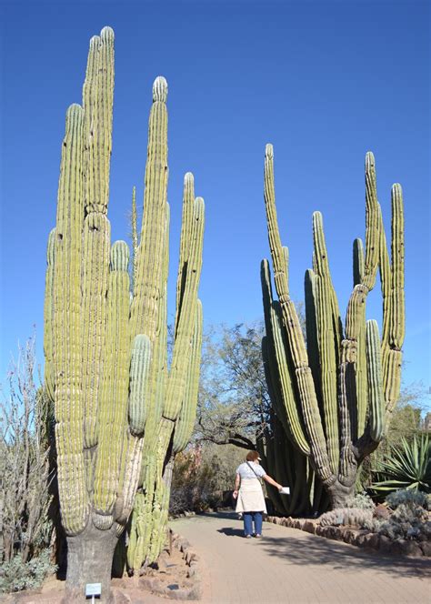 Travels of Jackie and Randy: January 17, 2013 Beautiful Cactus