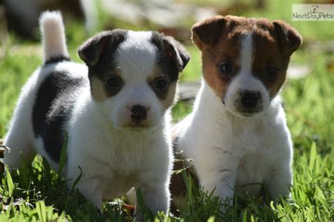 Parson russell terriers are named for reverend john russell, a fox hunting enthusiast who developed the breed in the 19th century in southern england. Sadie: Parson Russell Terrier puppy for sale near Inland ...