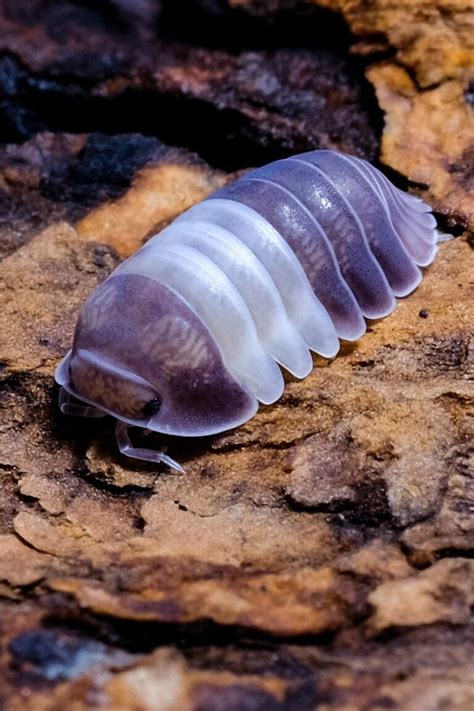 What Are Isopods Crustacean Critters Explained