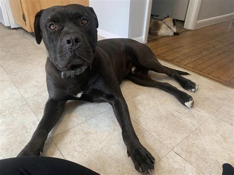An Unlikely Friendship: Cane Corso And Human, Side By Side