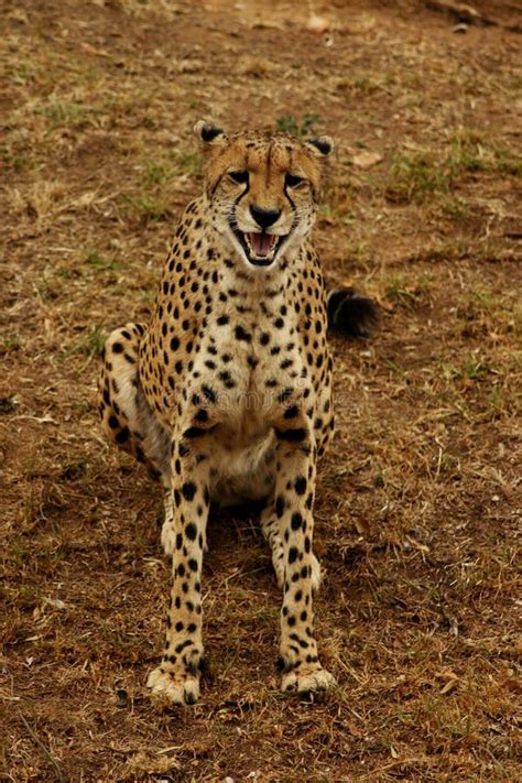 Cheetah S Smile Stock Image Image Of Wild Tiger Cheetah 12120625