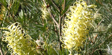 Check spelling or type a new query. Fast-growing Australian native trees | Flower Power