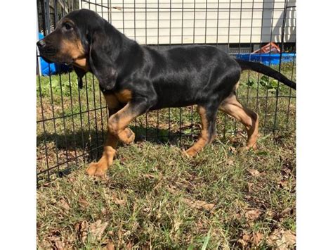 We have 2 litters of black and tans. 10 weeks Bloodhound Puppy in Hickory, North Carolina - Puppies for Sale Near Me