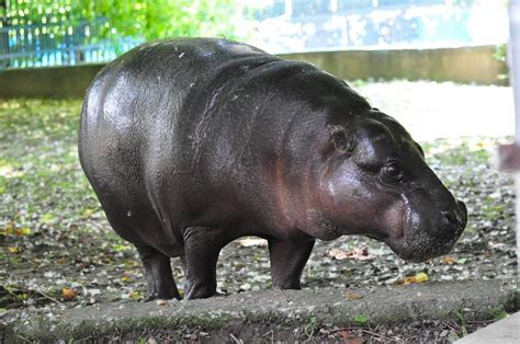 Pygmy Hippopotamus Facts Habitat Diet Life Cycle Baby Pictures