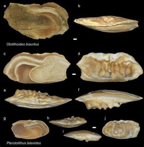 Full Article Late Miocene Teleost Fish Otoliths From Brunei Darussalam