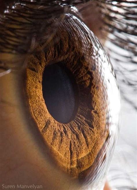 Human Eye Under A Microscope Photos Klyker Com